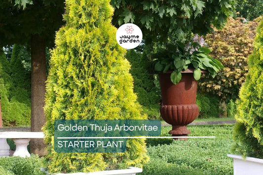 Golden Thuja Arborvitae Tree | 8-14" Live Evergreen Shrub Seedling in Quart Pot | Privacy Hedge for Zones 4-7
