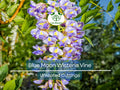 4 Wisteria Vines Blue Moon Fresh Unrooted Cuttings (Wisteria macrostachya) DIY Flowering Vine - Propagate Beautiful Blooms