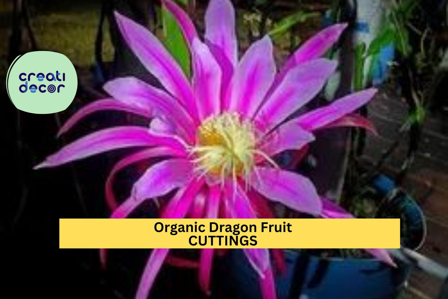 10 Organic Dragon Fruit Cuttings | Hylocereus Cactus Starter Plants | 8–14" Long Unrooted Vines | Grow Sweet Tropical Fruits