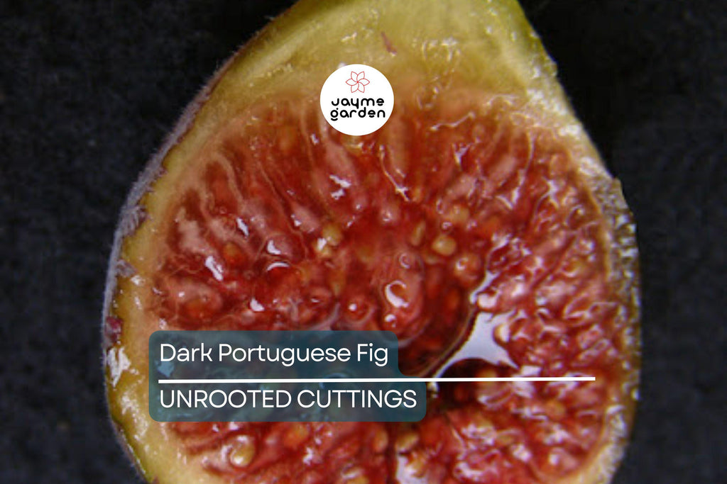 1 Dark Portuguese Fig Cutting | Fresh 6"+ Scions with 3 Nodes | Rare Live Ficus | Perfect for Rooting & Grafting