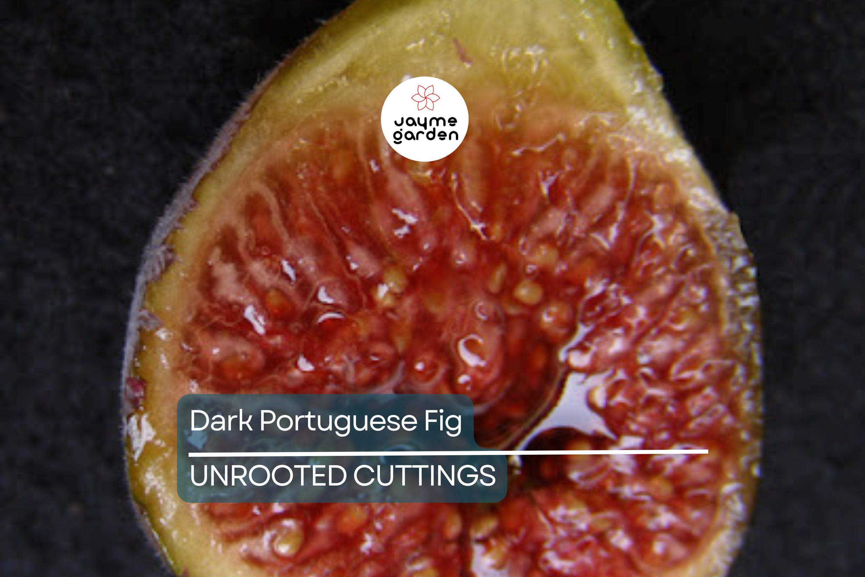 1 Dark Portuguese Fig Cutting | Fresh 6"+ Scions with 3 Nodes | Rare Live Ficus | Perfect for Rooting & Grafting