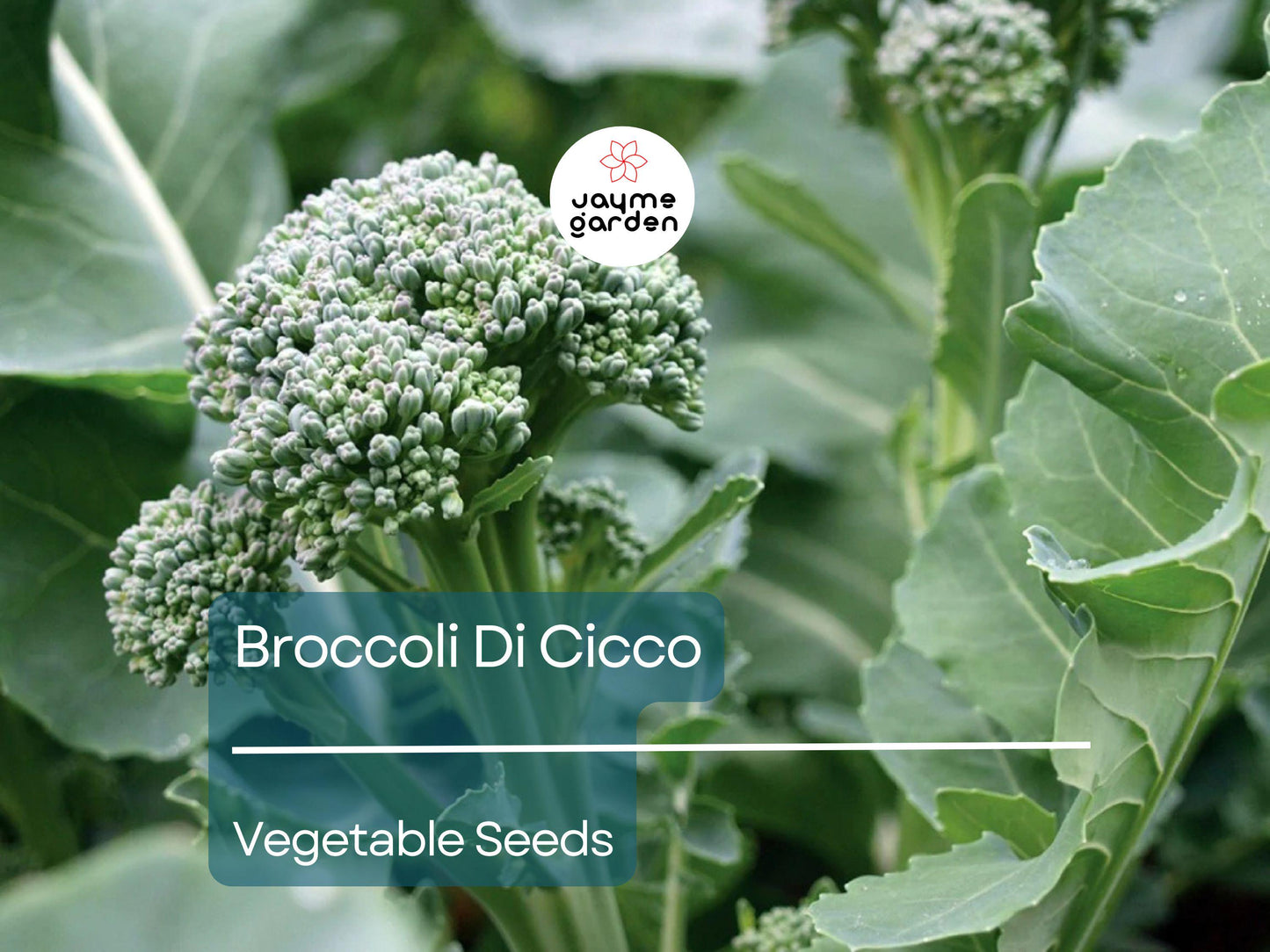 Broccoli Di Cicco 1 Gram Seeds - Heirloom Non-GMO Variety - Tender, Sweet, High-Yield Broccoli for Fresh Eating, Steaming, & Stir-Fries