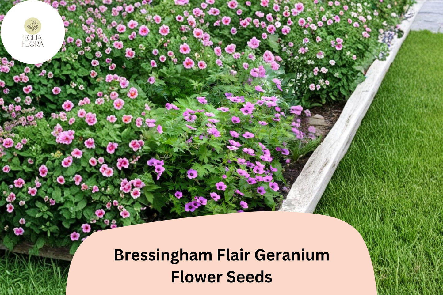 25+ Bressingham Flair Geranium Seeds | Hardy Perennial Purple Cranesbill | Long-Blooming Garden Flower