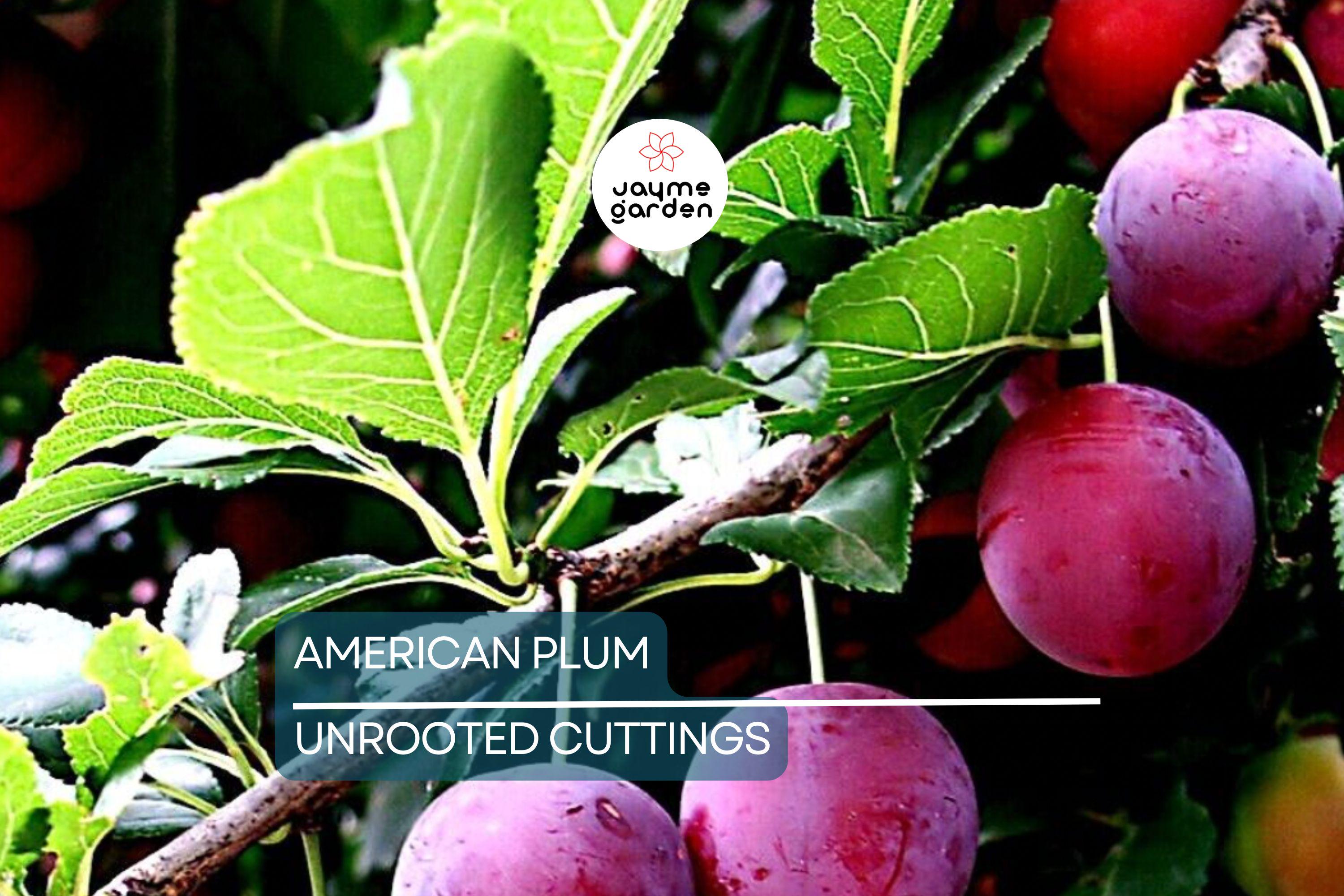 12 Wild American Plum Cuttings | Unrooted Edible Tree | Fresh, Wildlife Attractant |