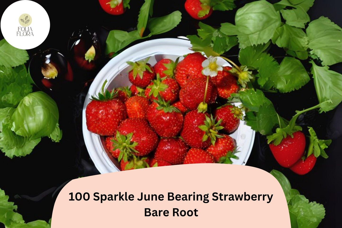 100 Sparkle Strawberry Plants | Live Bare Root June-Bearing | NON-GMO Fragaria × ananassa Garden Fruit