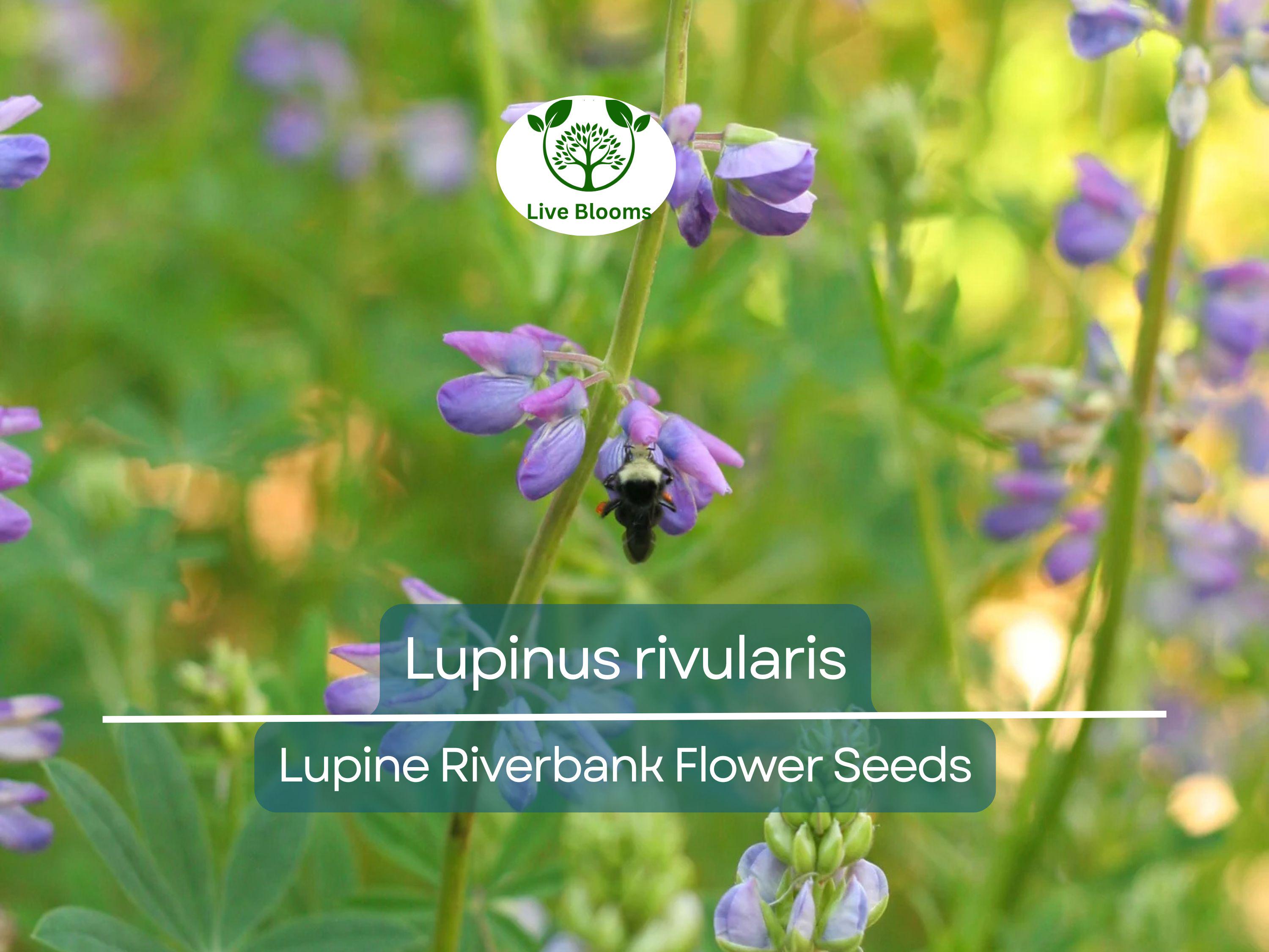 15 Seeds Lupine Riverbank for Planting – Lupinus rivularis, Perennial Flower, Blue Blooms, Attracts Pollinators, Hardy for Garden Borders