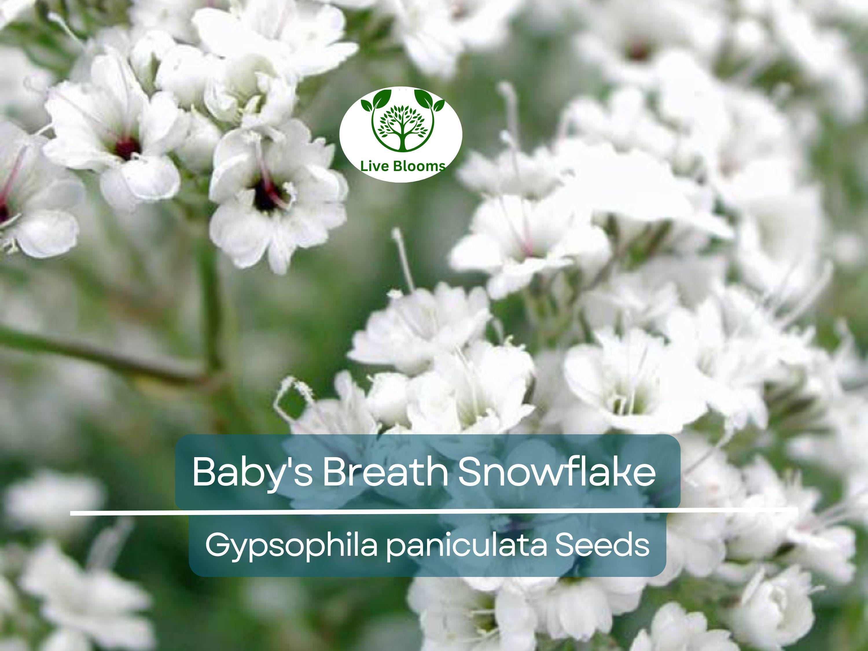 50 Baby's Breath Seeds Snowflake, Gypsophila paniculata, Non-GMO Perennial Cut Flowers for Garden, Floral Arrangements, North American Plant