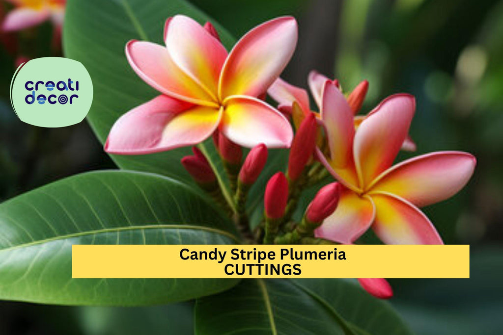 1 Candy Stripe Plumeria Cutting – 10" Single-Head Unrooted Stem | Original Variety | Tropical Frangipani for Pots or Garden Planting