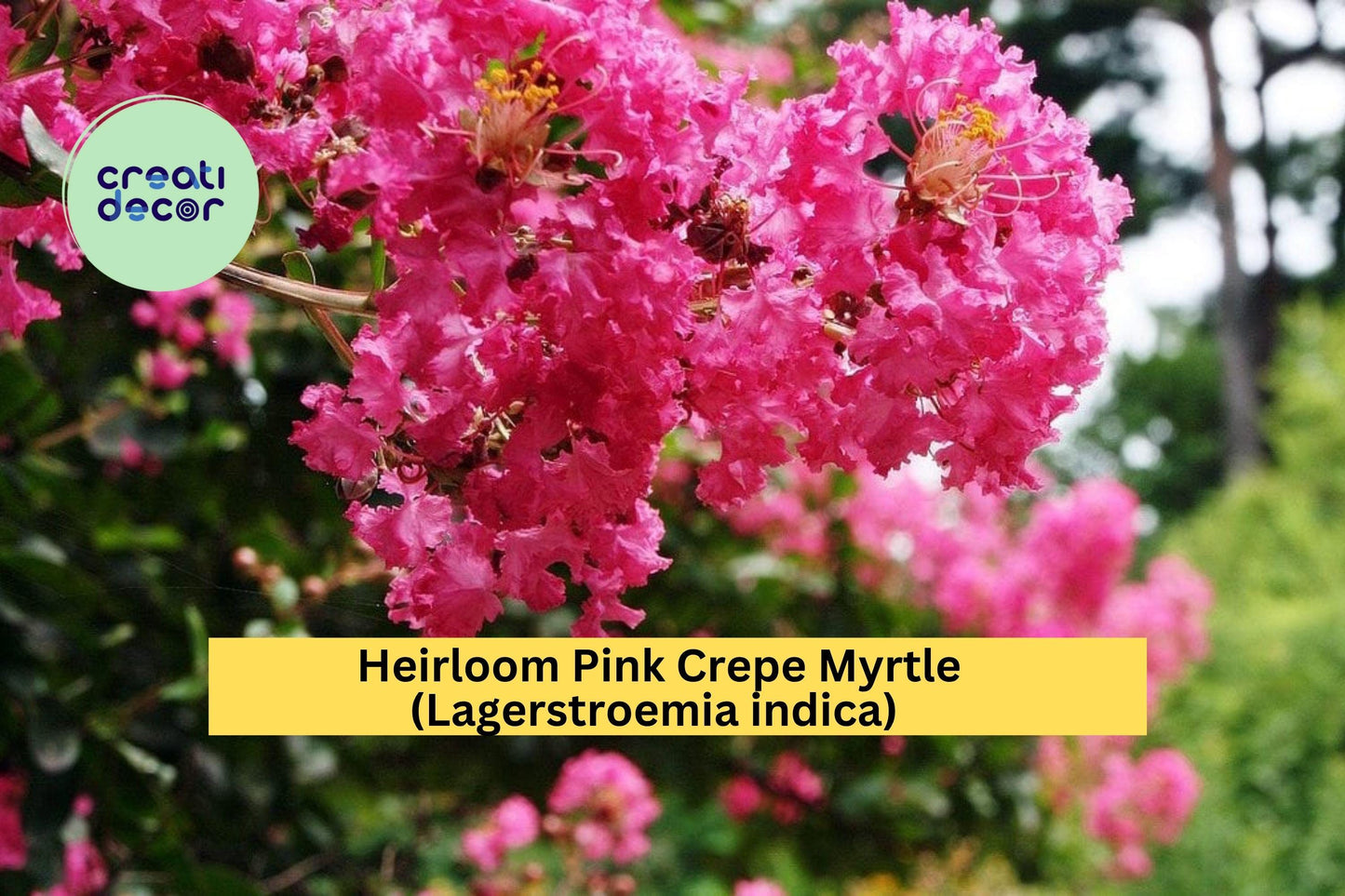 Pink Crepe Myrtle Trees (2 Live Plants) – Heirloom Lagerstroemia indica – Rooted Flowering Cuttings for Garden & Landscape