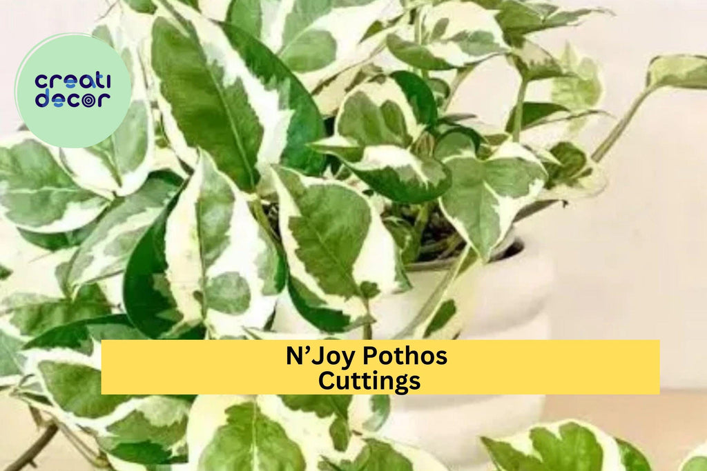 N’Joy Pothos 3 Fresh Cuttings – Epipremnum aureum Variegated Houseplant, Easy to Root Indoor Vine, No Roots, Rare Trailing Plant