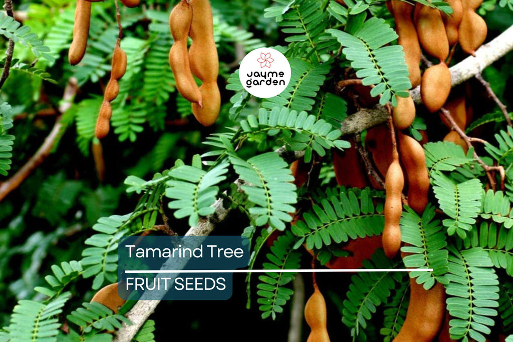 5 Tamarind Tree Seeds (Tamarindus indica) – Tropical Fruit Tree, Bonsai Potential, 80ft Mature Height
