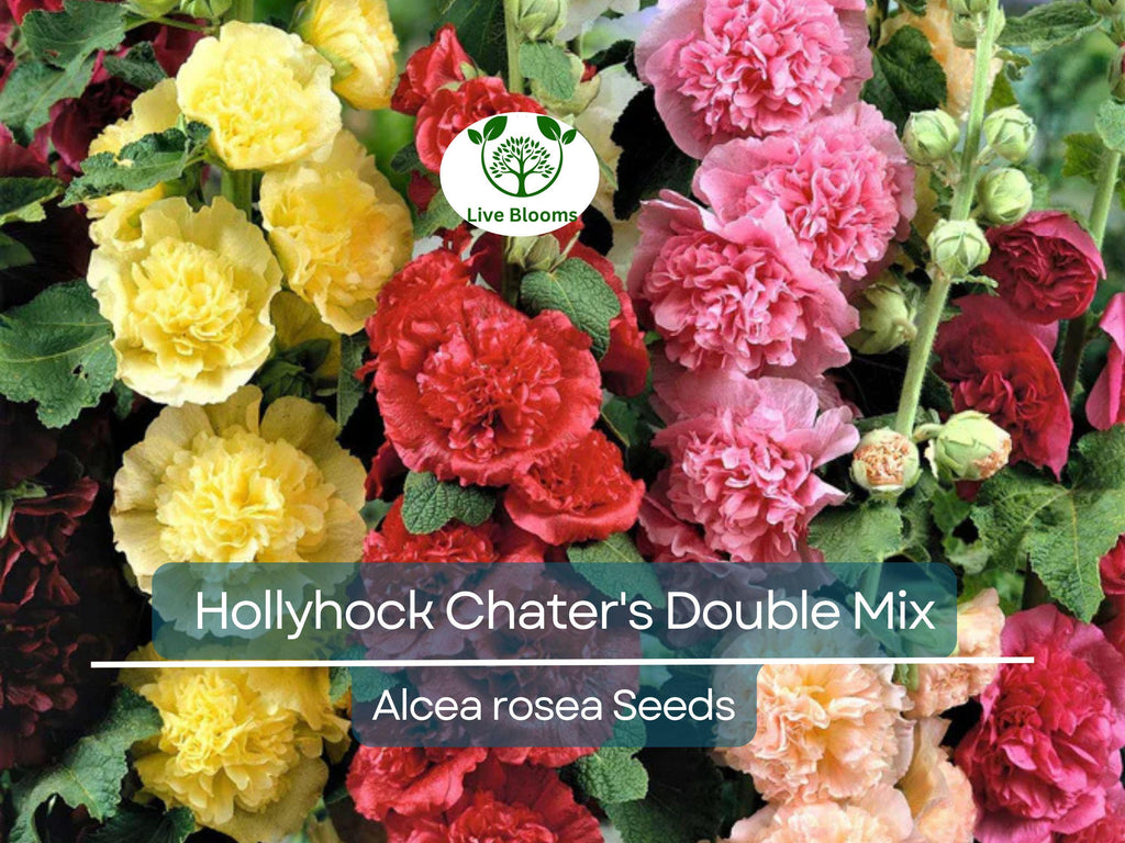 100 Seeds Hollyhock Chater's Double Mix Peony Flowered Blooms - Biennial Non-GMO, Alcea Rosea, Beautiful Garden Flowers, Hardy, Easy to Grow
