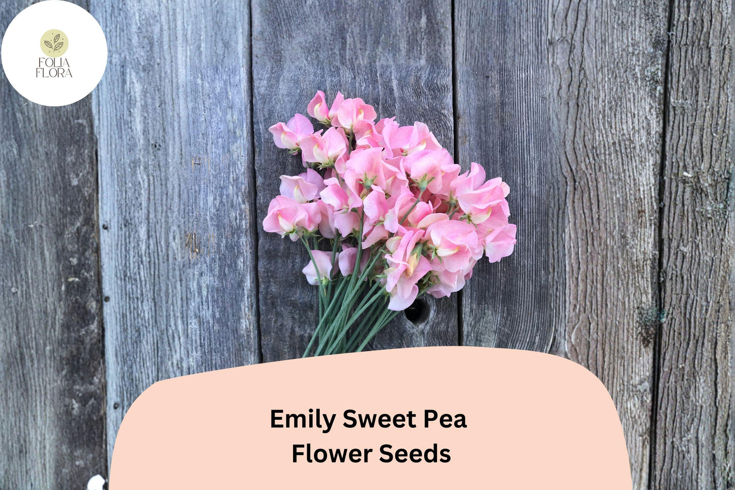 Emily Sweet Pea Seeds | Lathyrus odoratus Soft Pink Blooms Garden Planting (50+ Seeds)