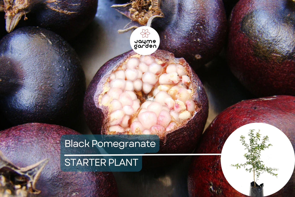 Black Pomegranate Tree Live 1-2 ft Fruit Tree | Hardy Tropical Varieties | Delicious, Antioxidant-Rich Fruit | Easy Care for Gardens