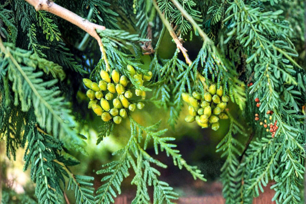 Thuja occidentalis – Eastern Arborvitae Seeds | 50 Seeds | Northern White Cedar Evergreen Tree