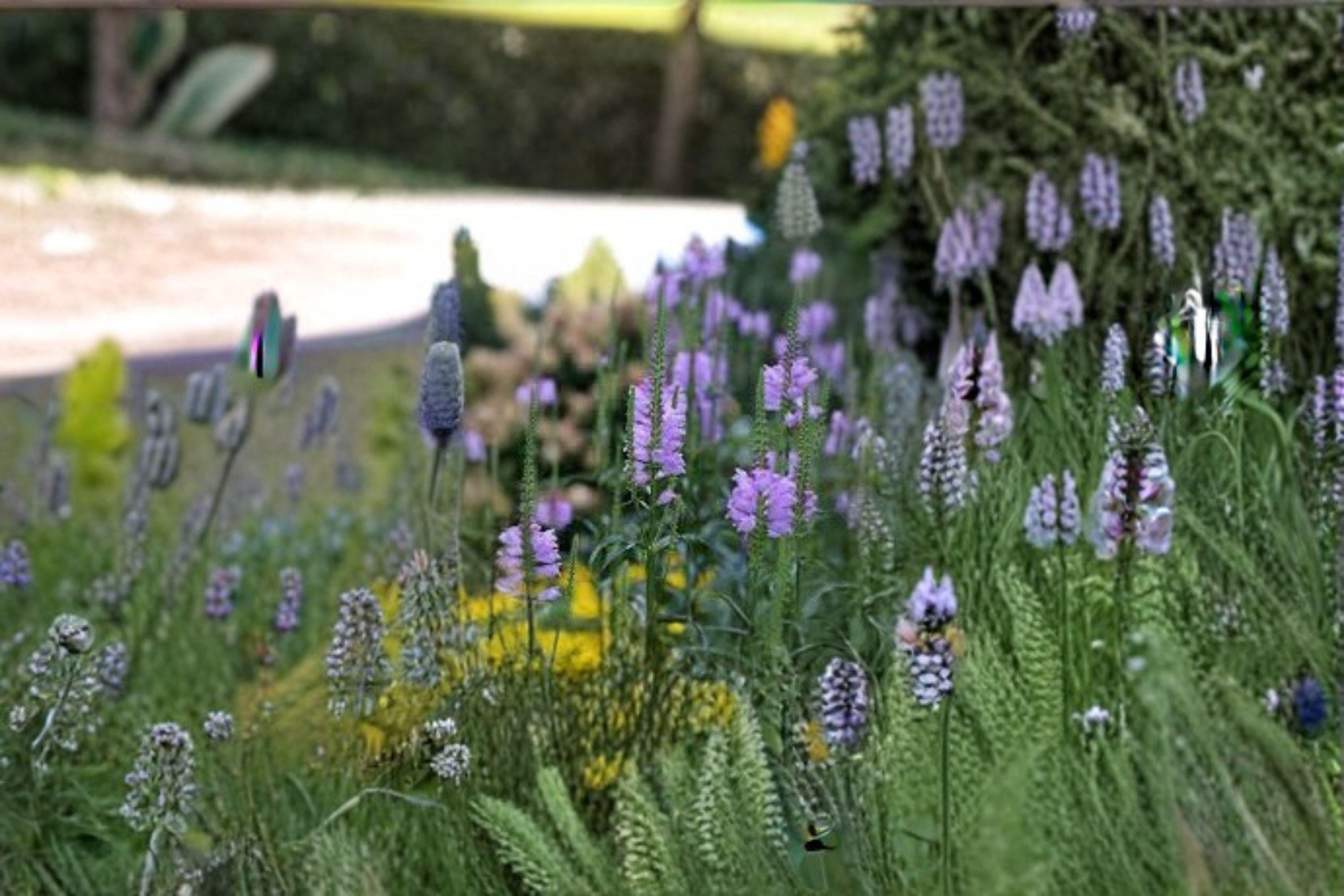 Obedient Plant Seeds – Physostegia Virginiana, Pink Native Perennial (50 Seeds )