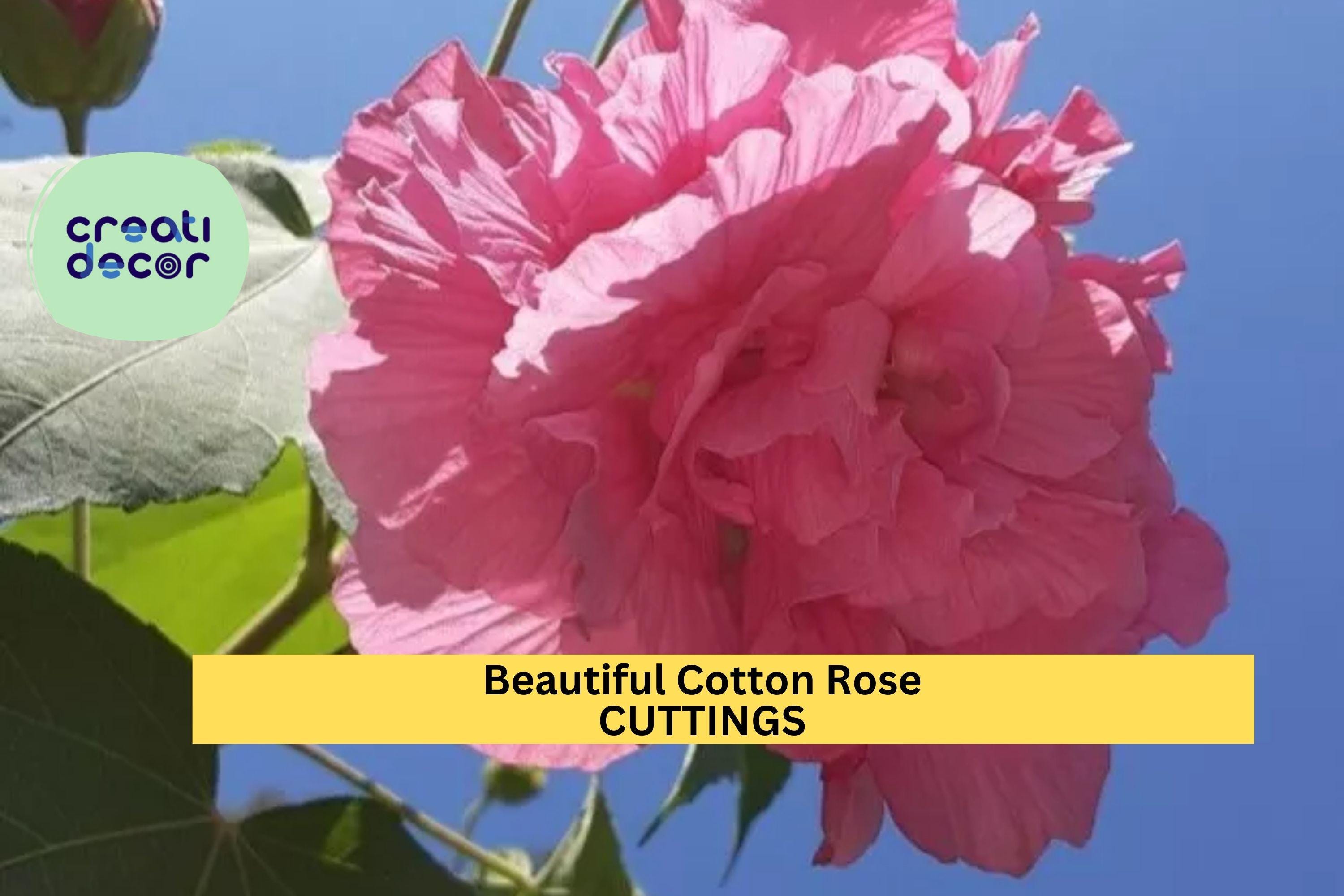 4 Cotton Rose Cuttings | Hibiscus mutabilis | Color Changing Blooms | Unrooted Flowering Shrub Starter | Beautiful Garden Plant