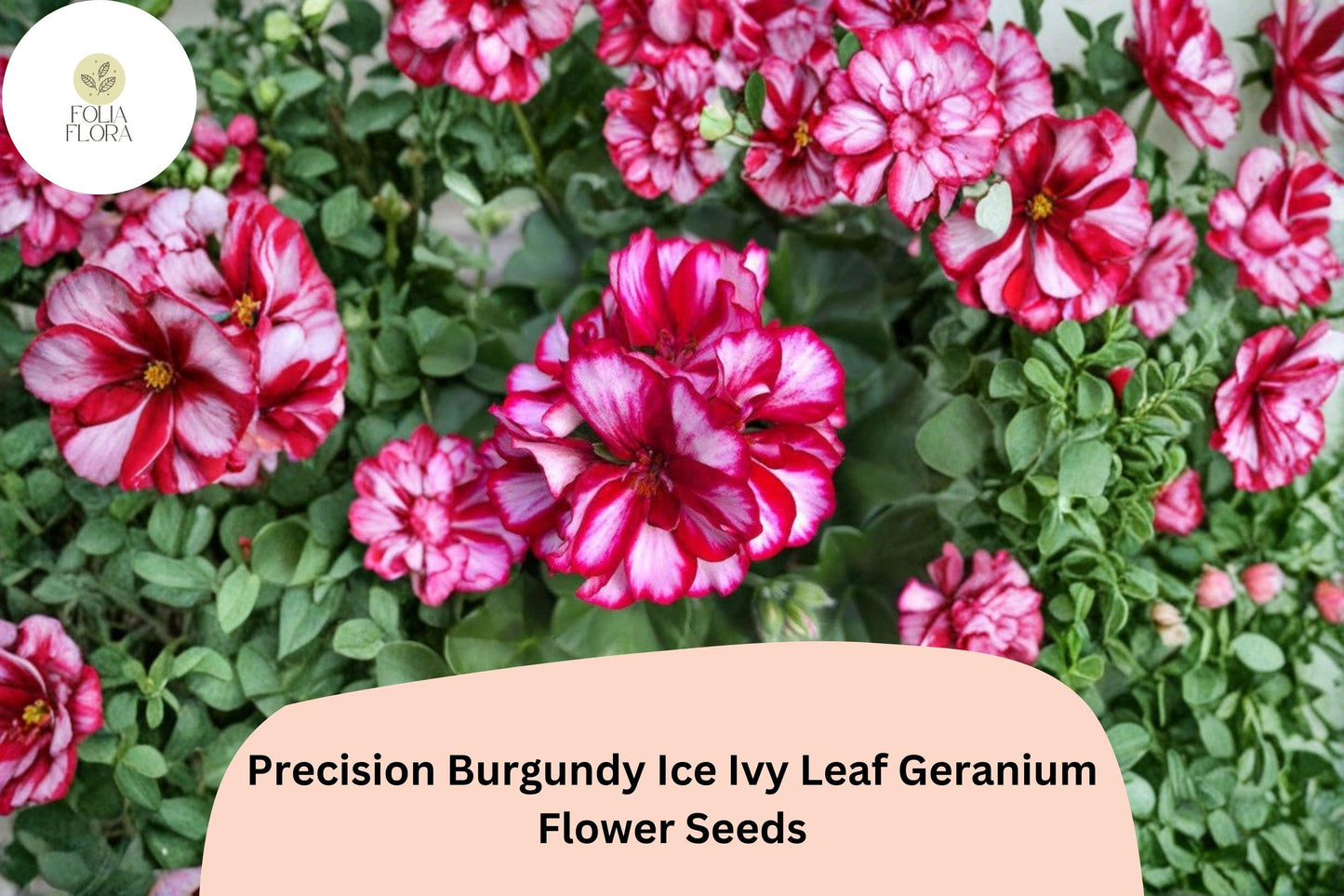 25+ Precision Burgundy Ice Ivy Leaf Geranium Seeds | Trailing Ivy Type | Burgundy-White Blooms for Hanging Baskets