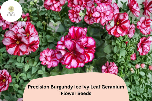 25+ Precision Burgundy Ice Ivy Leaf Geranium Seeds | Trailing Ivy Type | Burgundy-White Blooms for Hanging Baskets