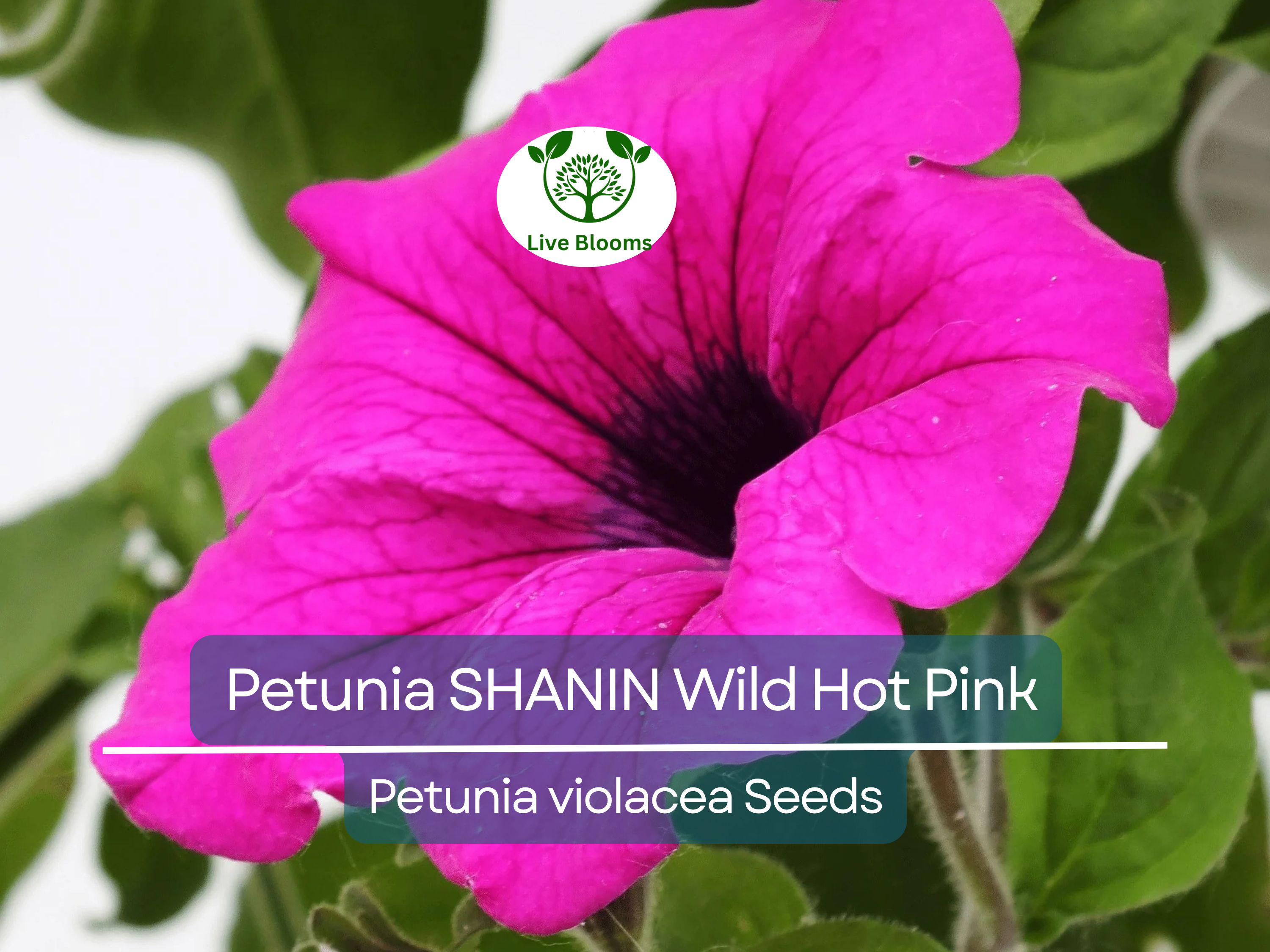 2000 Seeds Petunia SHANIN Wild Hot Pink Flowers, Spring Garden, Garden Petunia Seeds, Annual Container Plants, Petunia x hybrida, Hot Pink