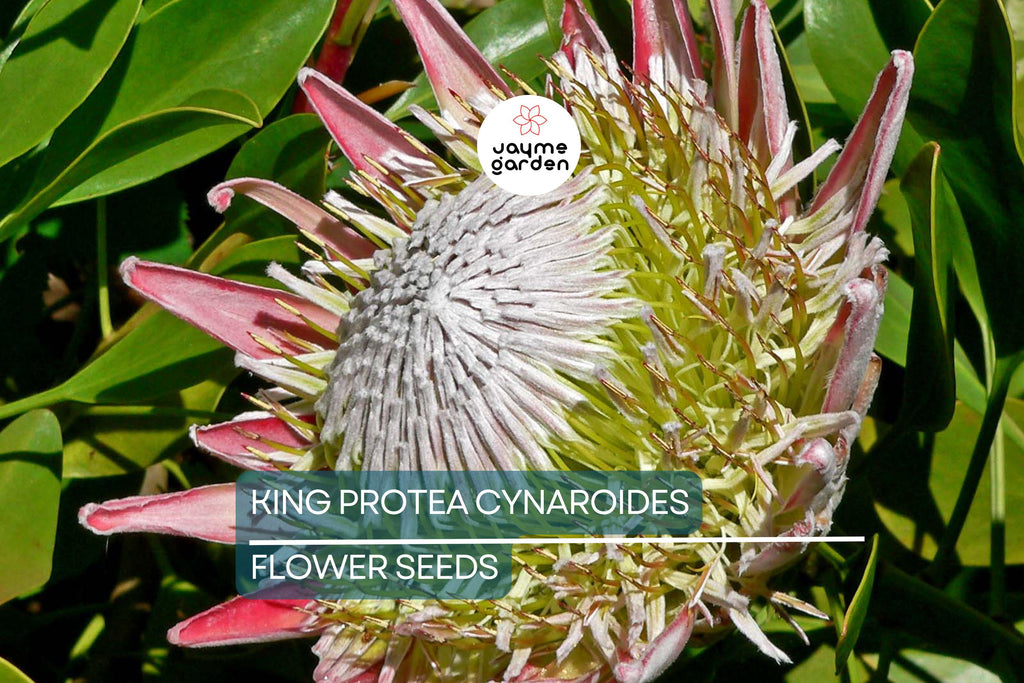 5 King Protea Cynaroides Seeds – Giant 12" Flowers, Rare Exotic Garden Plant