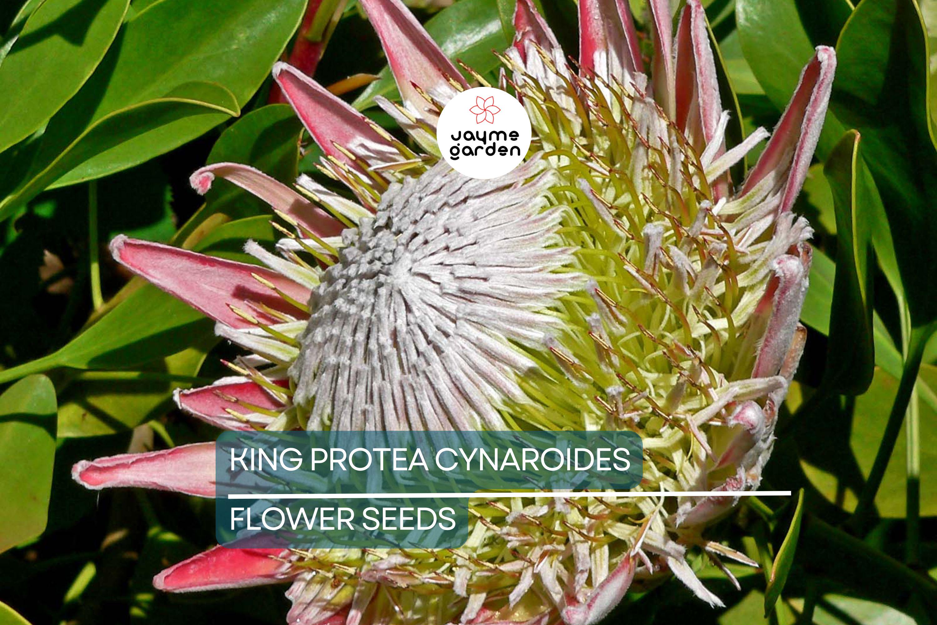 5 King Protea Cynaroides Seeds – Giant 12" Flowers, Rare Exotic Garden Plant