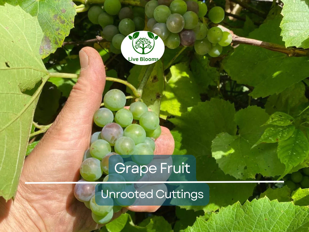 5 Cold Hardy Perennial Fruit Grape Unrooted Cuttings, Vitis spp., Fruit Grape Vine, Easy to Root, Cold Tolerant Grapevine for Garden