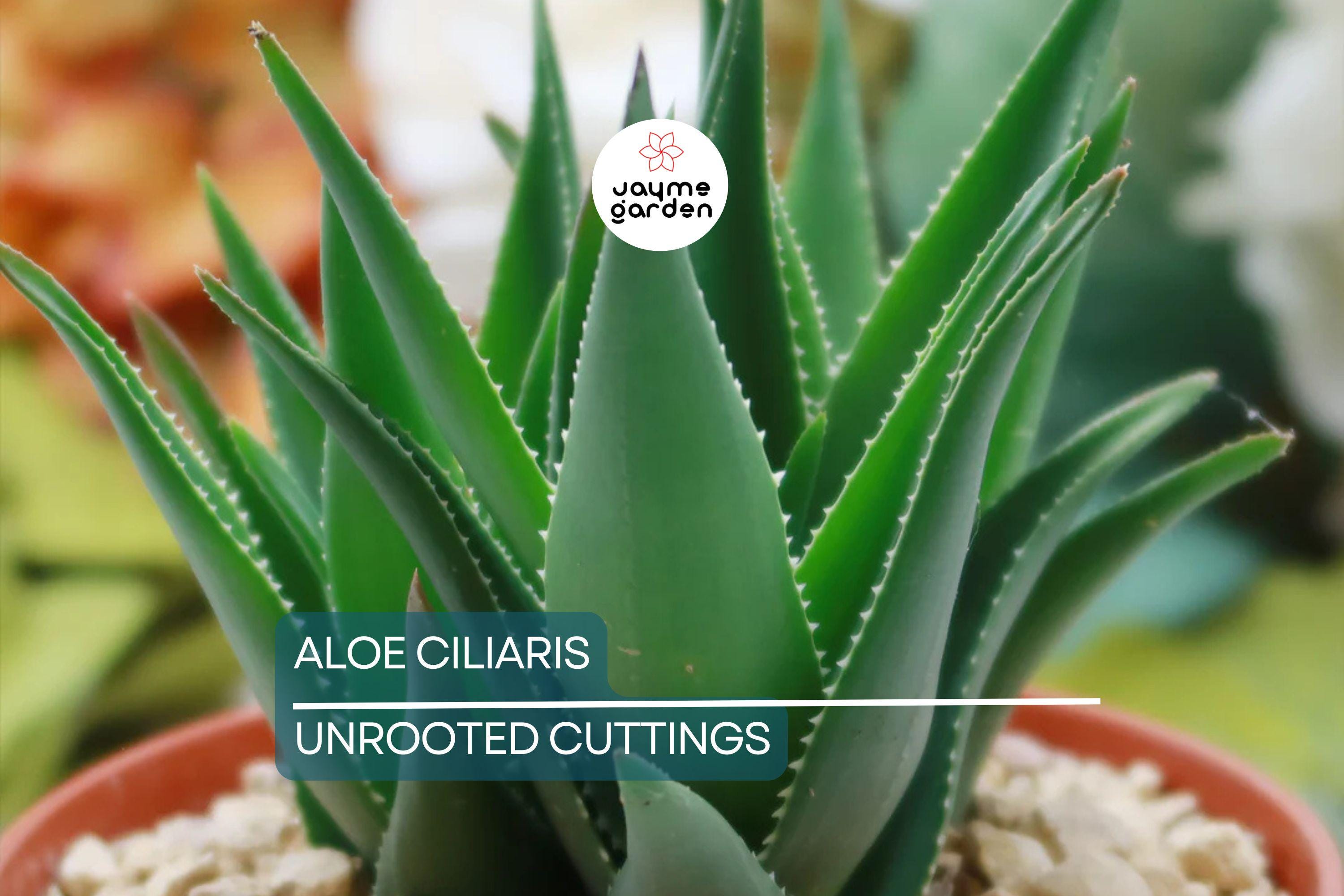 Aloe ciliaris (Climbing Aloe) Starter Cutting - 4" Succulent from South Africa, Easy to Root