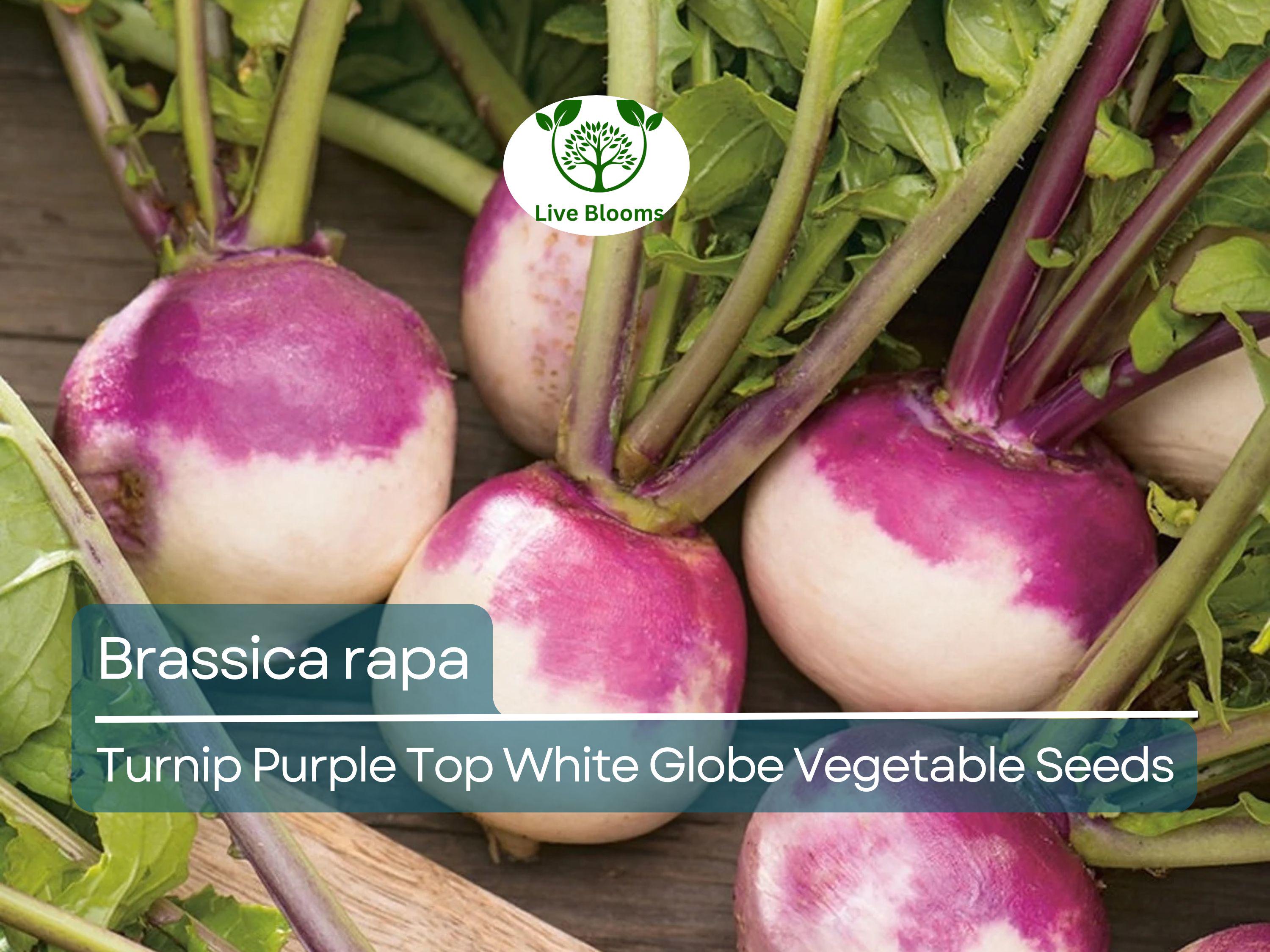 1000 mg Purple Top White Globe Turnip Seeds - Brassica rapa | Heirloom Vegetable for Planting, Gardening & Fresh Root Harvest