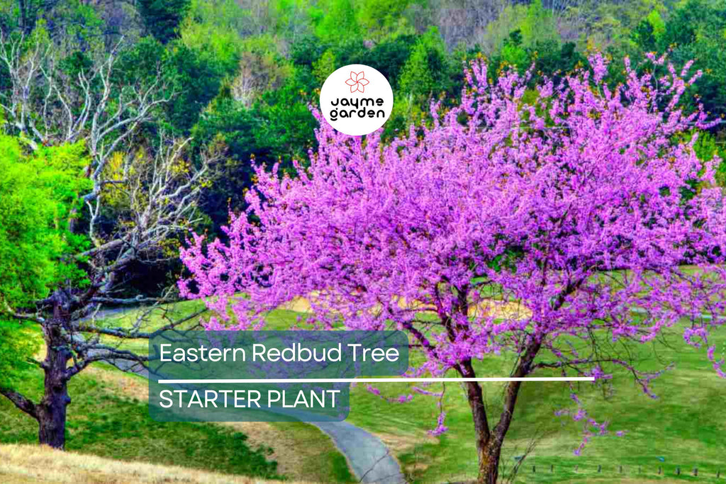 Eastern Redbud Tree 2+ Feet Tall | Purple Flowers | Hardy for Zones 4-8 | Ready to Plant Now | Ornamental Tree