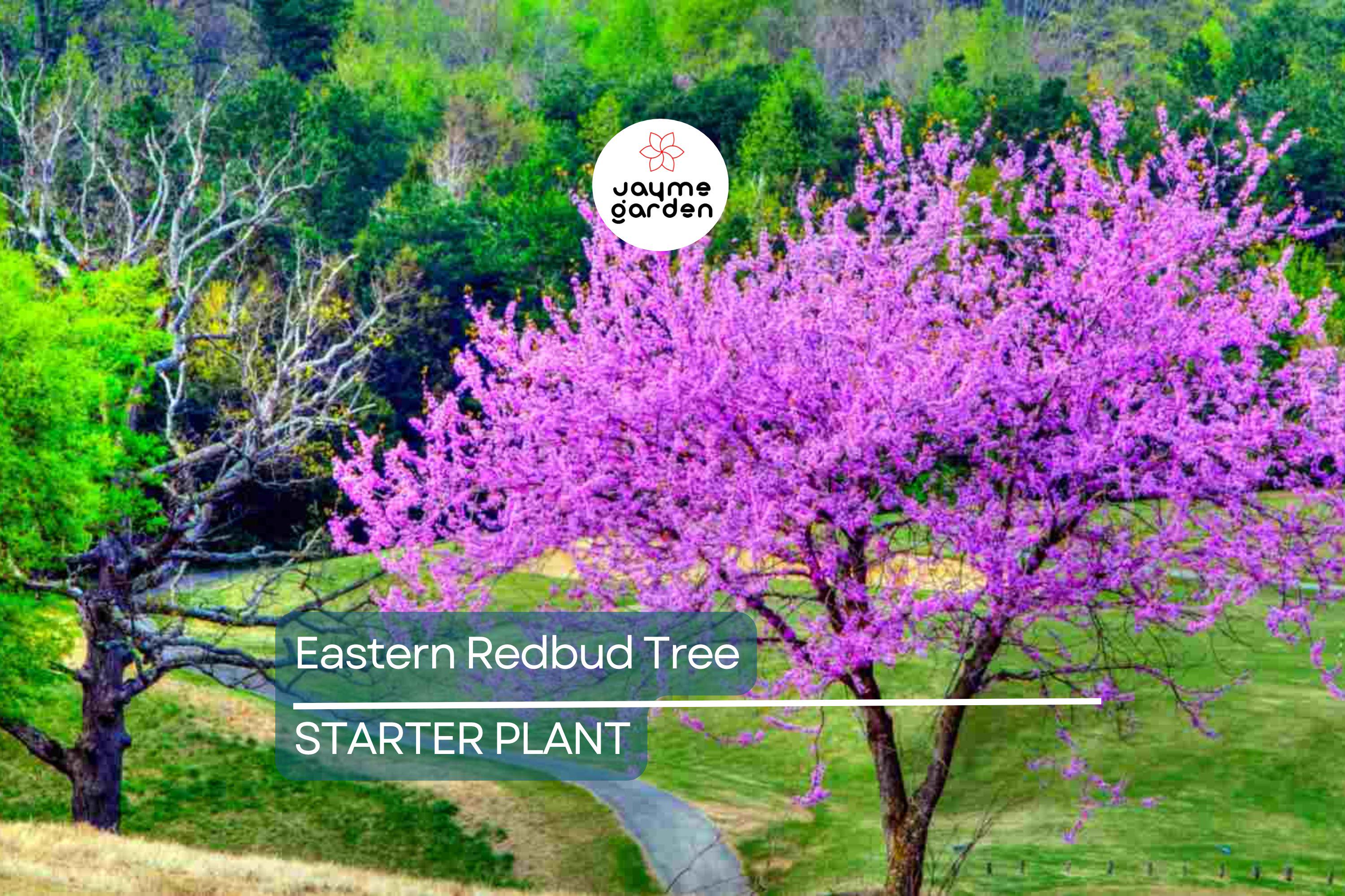 Eastern Redbud Tree 2+ Feet Tall | Purple Flowers | Hardy for Zones 4-8 | Ready to Plant Now | Ornamental Tree