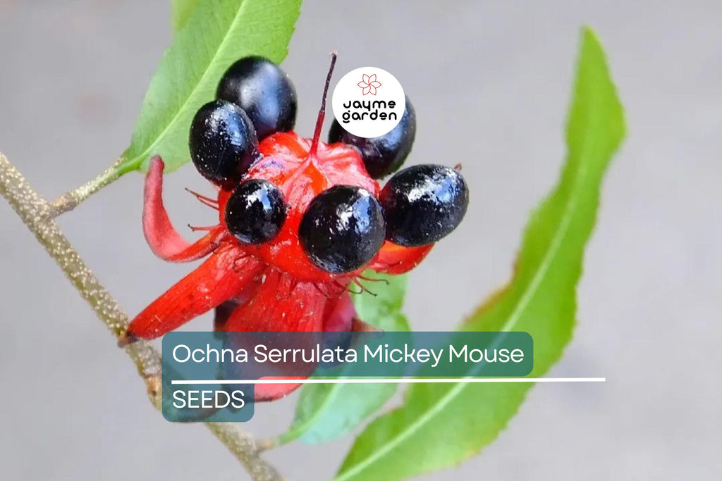 35 Ochna Serrulata Seeds - Mickey Mouse Plant - Yellow Flowers, Bonsai, Tropical Garden, Hardy Zones 9-11