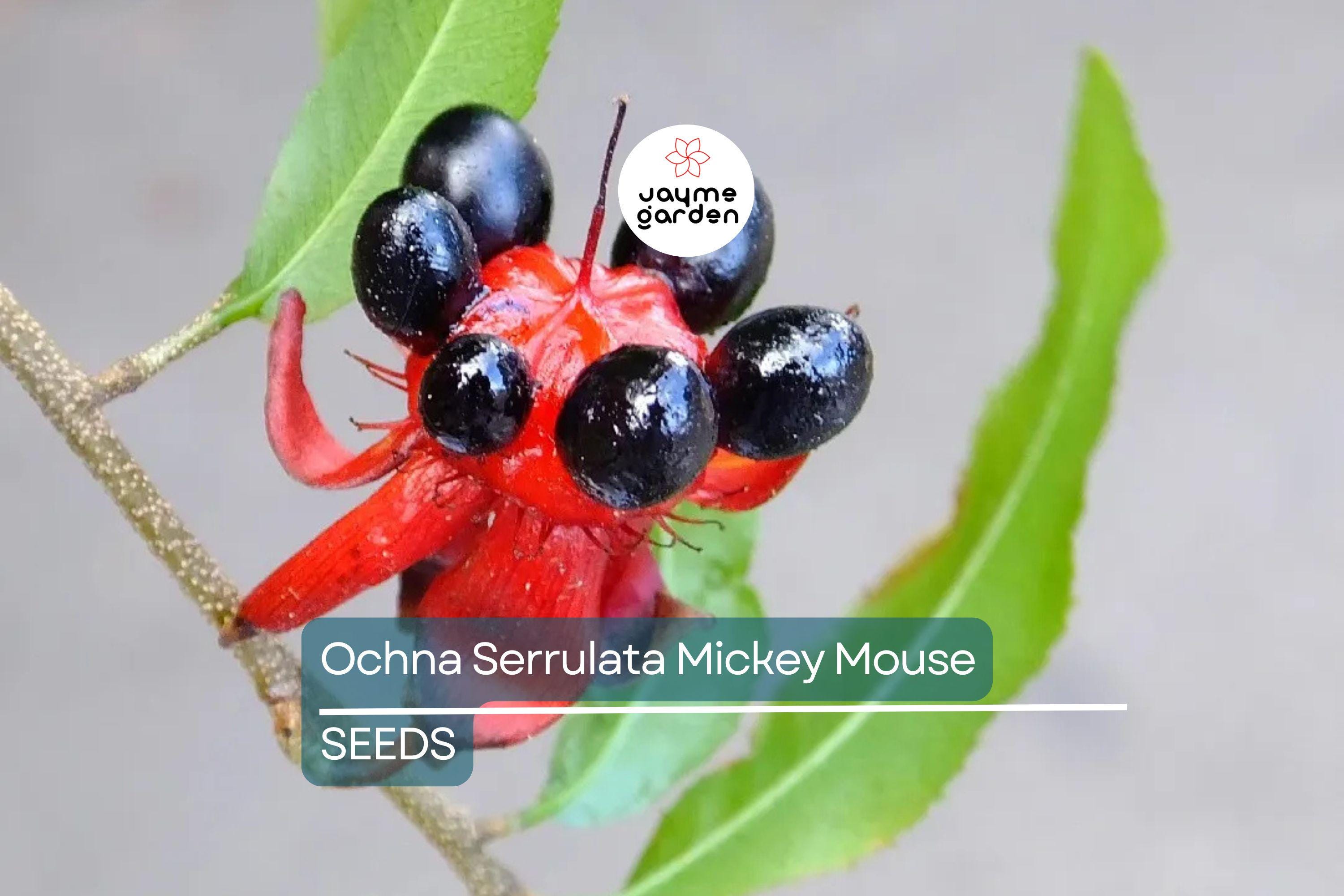 35 Ochna Serrulata Seeds - Mickey Mouse Plant - Yellow Flowers, Bonsai, Tropical Garden, Hardy Zones 9-11