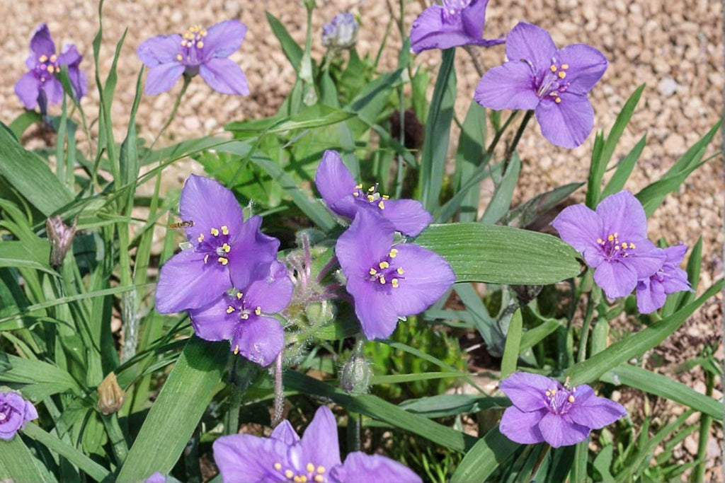 Tradescantia Bracteata Prairie Spiderwort Seeds – 150 Native Prairie Perennial | Blue Flowers | Pollinator-Friendly