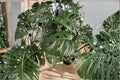 Monstera Adansonii 2 Cuttings 2 Leaves Each Swiss Cheese Plant