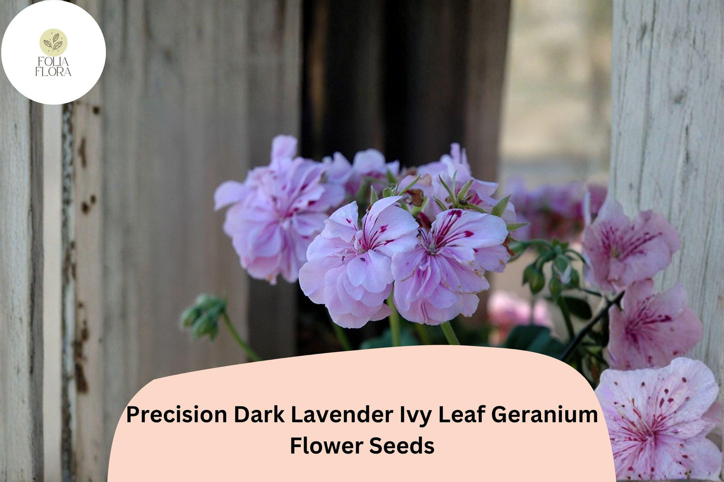 25+ Precision Dark Lavender Ivy Leaf Geranium Seeds | Trailing Geranium | Lavender Blooms for Hanging Baskets
