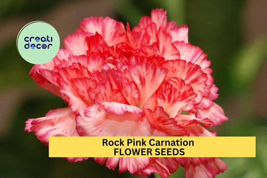 200+ Rock Pink Carnation Seeds – Bright Pink Ruffled Blooms for Garden Planting, Fragrant Flowers for Borders & Bouquets – USA