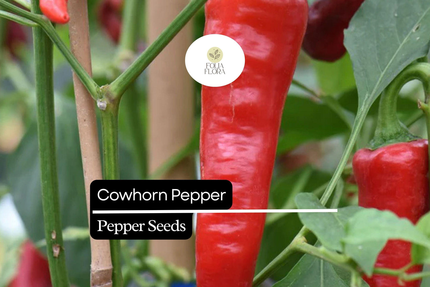 25 Cowhorn Pepper Seeds – Capsicum annuum – Heirloom, Spicy & Flavorful, High-Yielding, Perfect for Fresh Eating