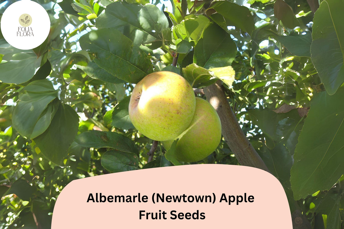 25+ Albemarle (Newtown) Apple Seeds | Heirloom Green Apple | Malus domestica | Crisp & Tart | Rare Garden Fruit Tree Seeds