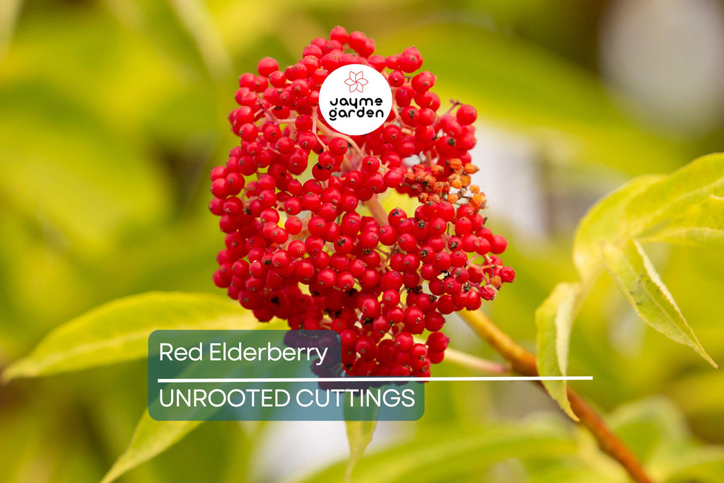 Red Elderberry Cuttings - 10 Unrooted Sambucus racemosa Native Shrub - Edible Berries & Wildlife Friendly
