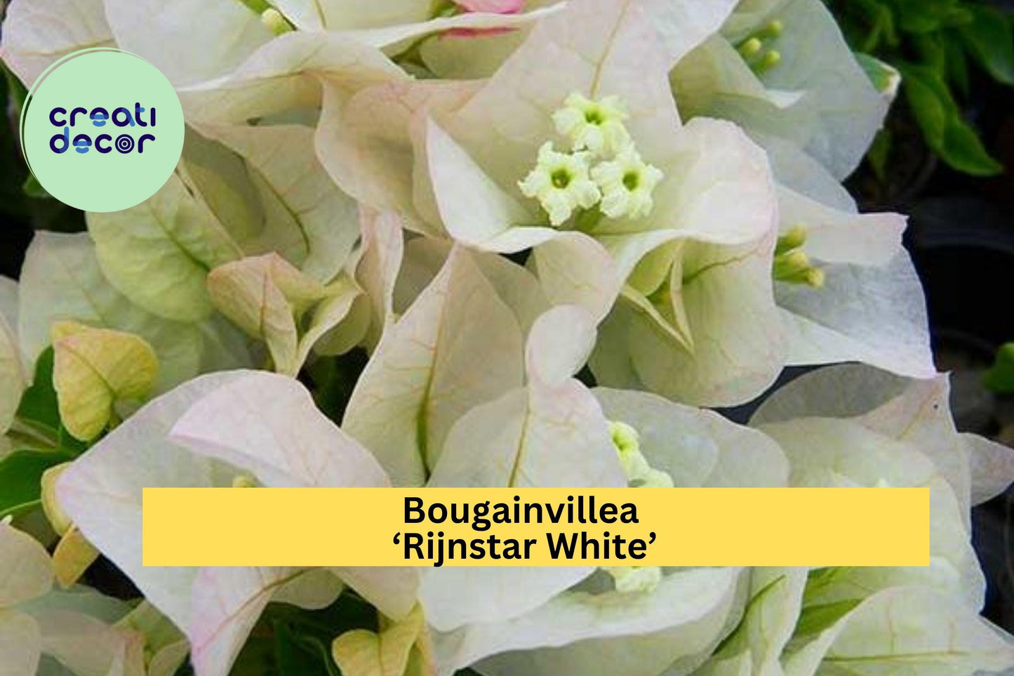 Bougainvillea ‘Rijnstar White’ Live Starter Plug Plant – Well Rooted White Tropical Flower Vine, Fast-Growing Garden Plant Zones 9–11