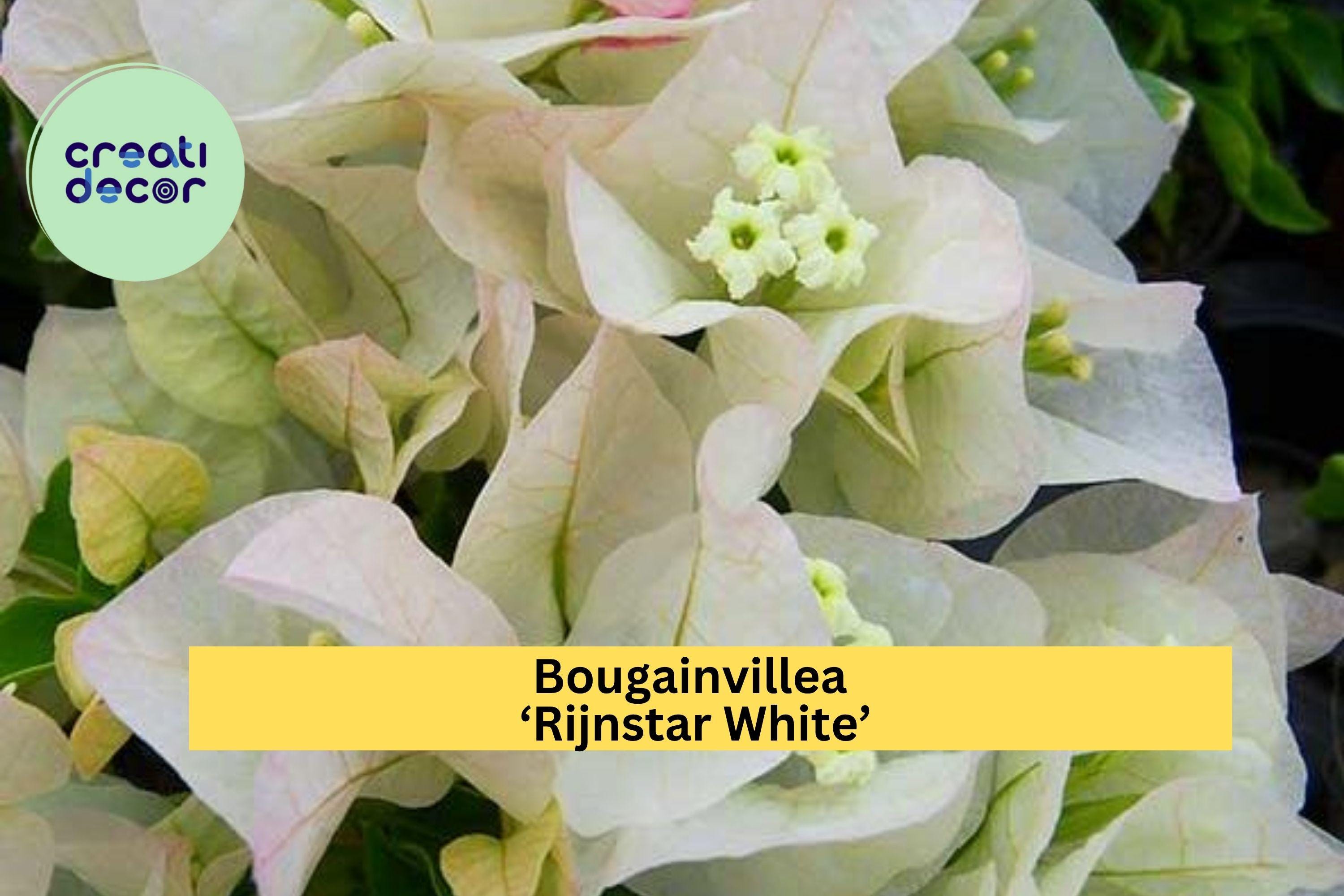 Bougainvillea ‘Rijnstar White’ Live Starter Plug Plant – Well Rooted White Tropical Flower Vine, Fast-Growing Garden Plant Zones 9–11