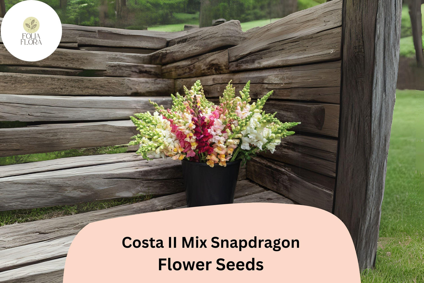Costa II Mix Snapdragon Seeds (Antirrhinum majus) | 1000+ Seeds | Vibrant Mixed Colors for Garden & Cut Flower Arrangements