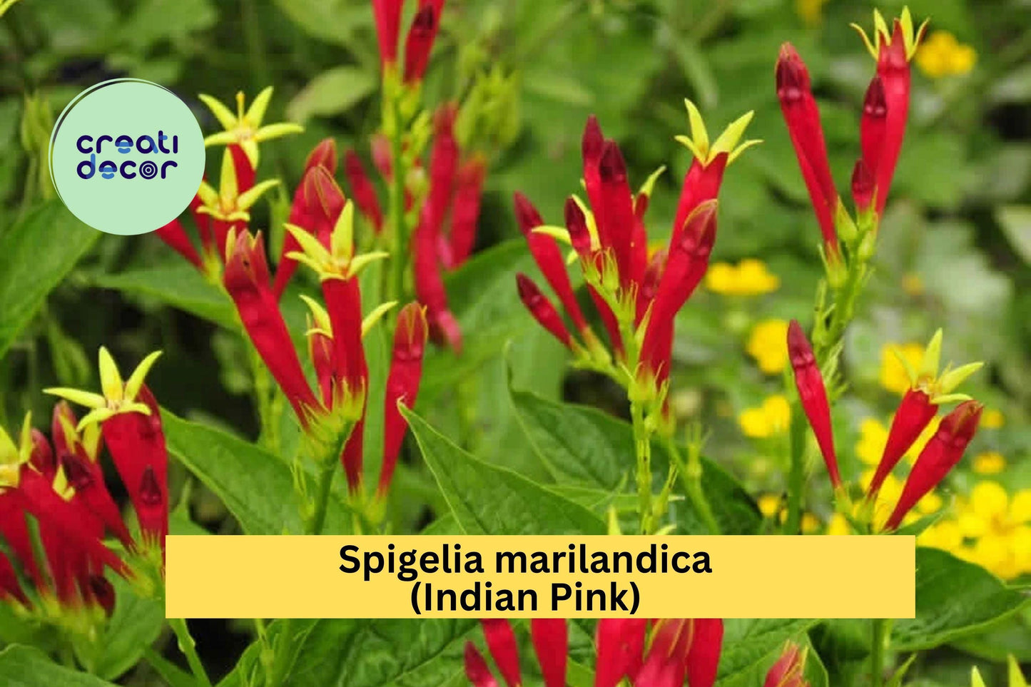 Spigelia marilandica Indian Pink | Perennial Bare Root Plant | Red and Yellow Flowering Native for Shade Gardens