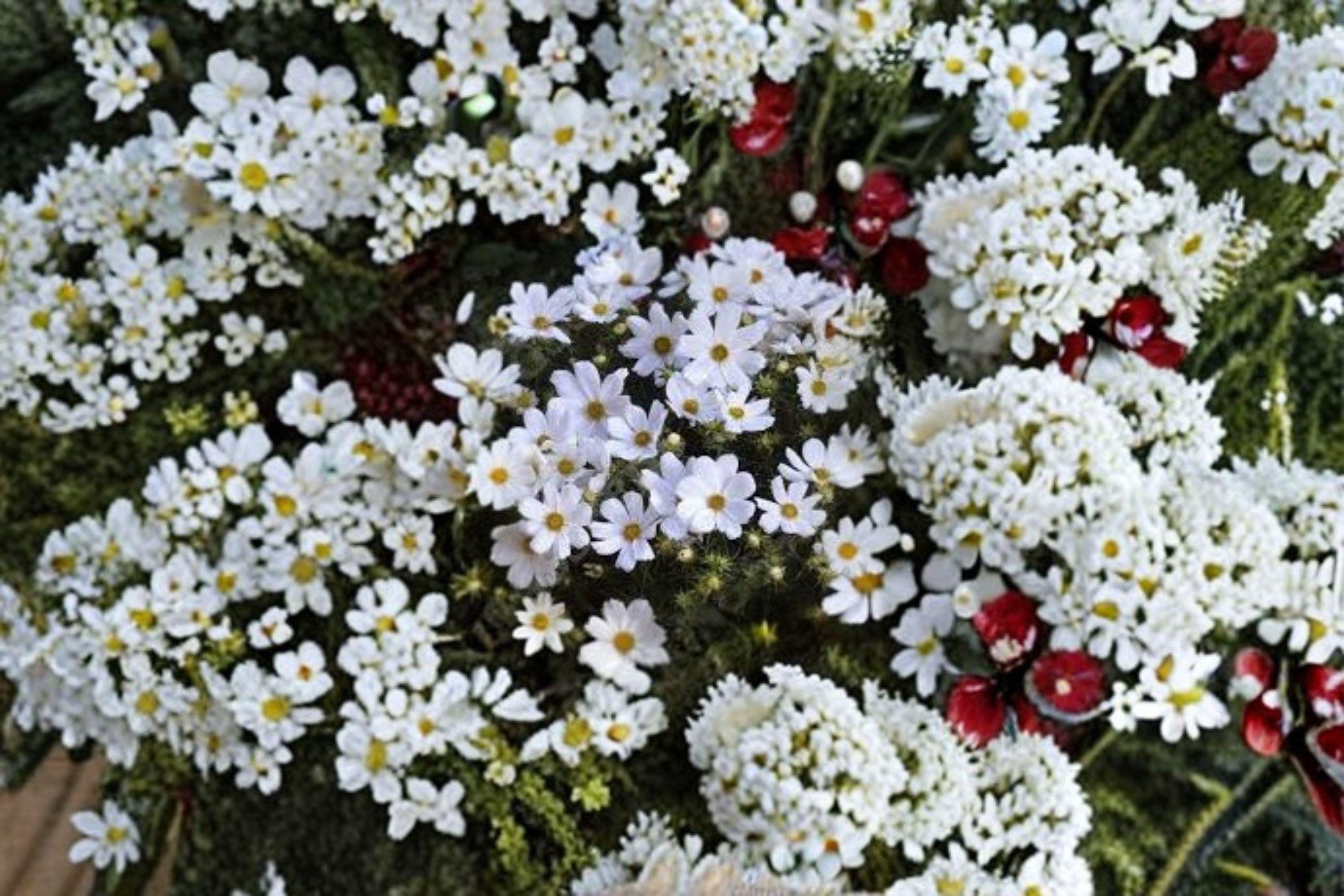 Cosmos – Purity 100 Seeds | Classic White Cosmos | Elegant Blooms | Easy & Fast Growing Annual