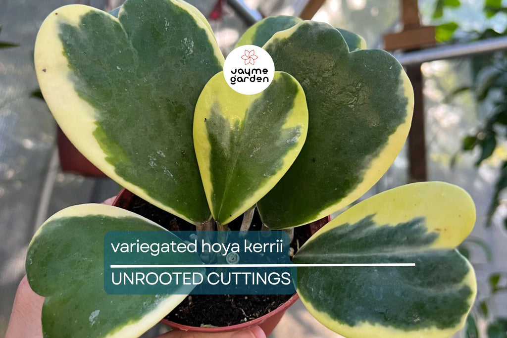 Variegated Hoya Kerrii Cutting (Unrooted) - Multiple Node Options for Propagation