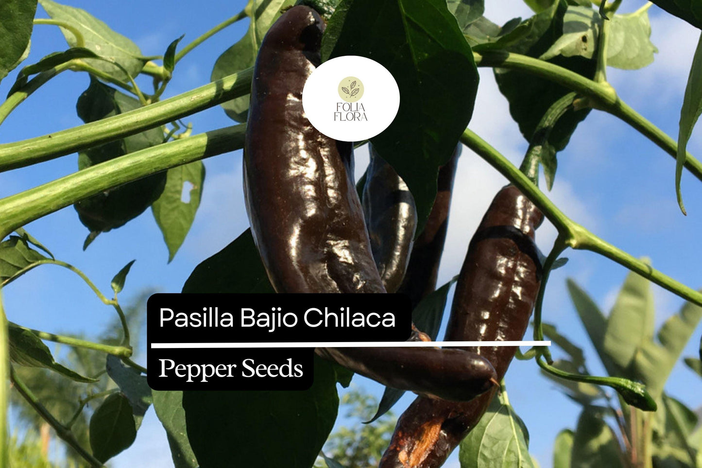 25 Seeds Pasilla Bajio Chilaca Pepper – Capsicum annuum, Mild & Smoky Mexican Chile