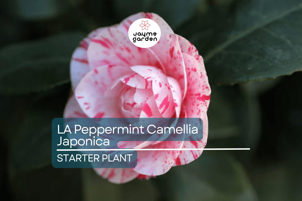 LA Peppermint Camellia Japonica | Rare Starter Plant (4L) | Fragrant Double Blooms | Evergreen Shrub for Shade Gardens | Zones 7a-9b