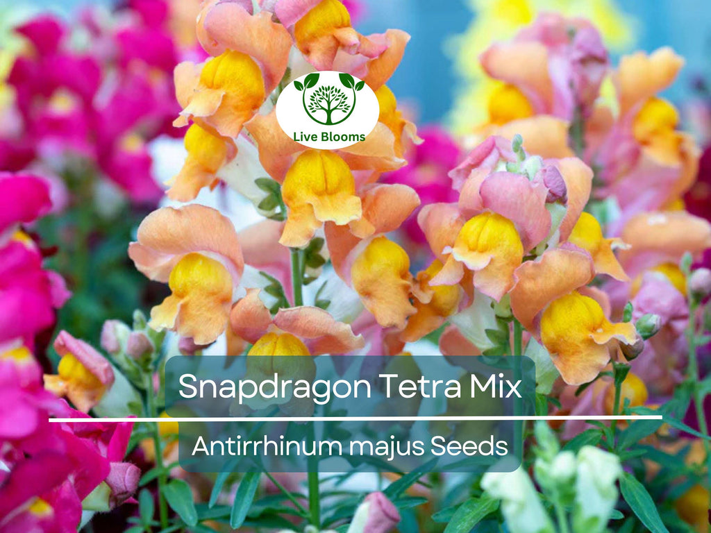 500 Seeds Snapdragon Tetra Mix (Antirrhinum majus) Semi-Dwarf, Multi-Colored Blooms, Non-GMO, Attracts Butterflies, Vibrant Garden Flowers