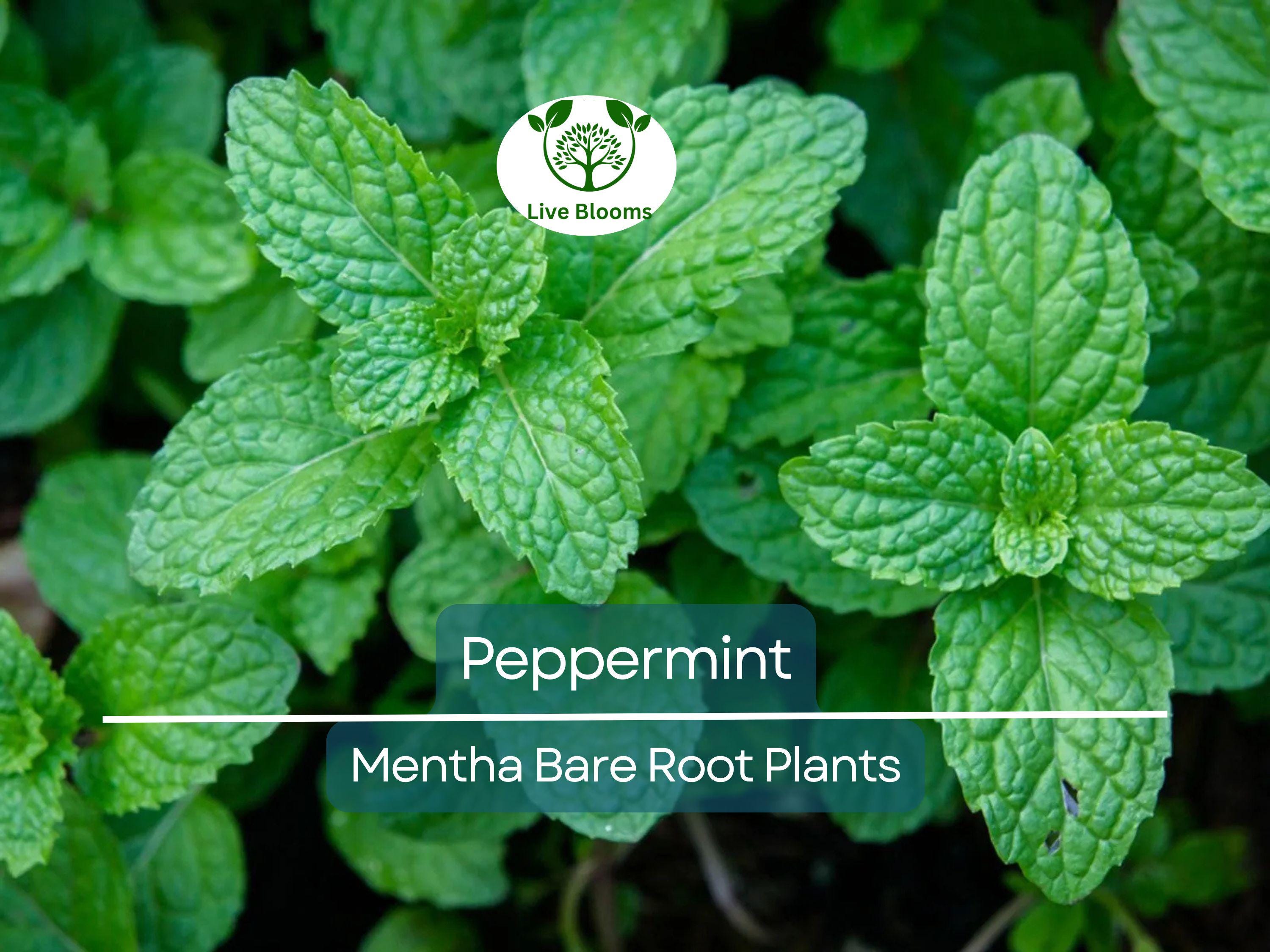 5 Peppermint Plants – Live Bare Root – Rau Thom Pudina Mint – Fast-Growing Culinary & Herb for Garden or Pots
